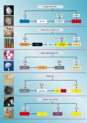 MMC Drug ID Wall Chart.